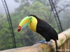 Tucan.jpg