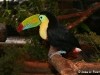 tucan2.jpg