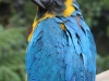 guacamayo azul.jpg