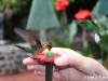colibrí.jpg