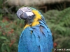 guacamayo azul2.jpg