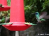 colibrí2.jpg